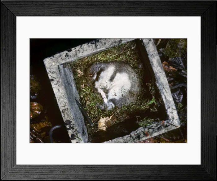 Framed Print : Garden Dormouse - in nest box Framed Print : Garden Dormouse - in nest box