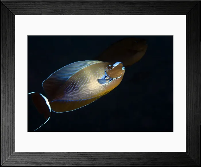 Framed Print : Big Nose Unicornfish - Maldives
