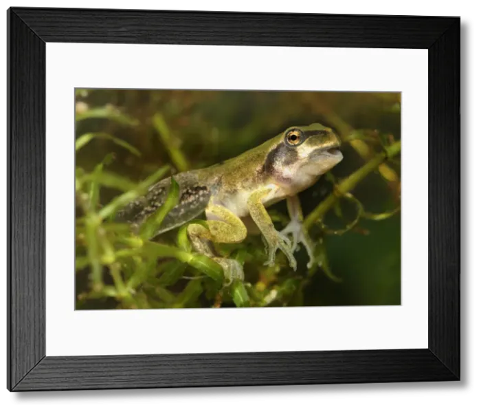 Framed Print : European Treefrog - between tadpole and frog - Switzerland Framed Print : European Treefrog - between tadpole and frog - Switzerland