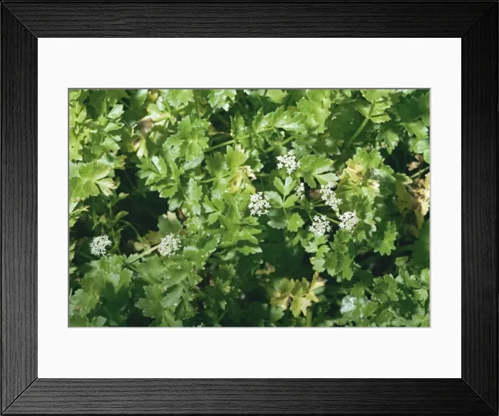 Framed Print : Creeping Marshwort Framed Print : Creeping Marshwort