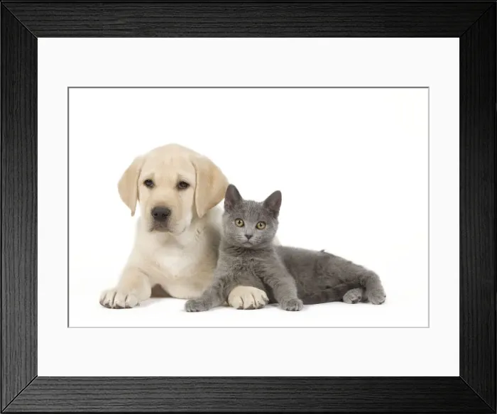 Framed Print : Dog and Cat - Yellow Labrador puppy with Chartreux kitten Framed Print : Dog and Cat - Yellow Labrador puppy with Chartreux kitten
