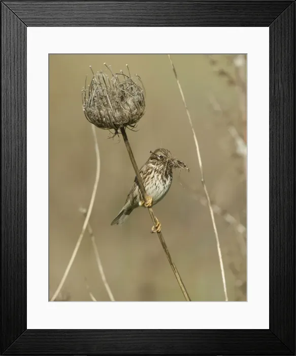 Framed Print : Corn Bunting - perched with beak full of nesting material - April - Cyprus Framed Print : Corn Bunting - perched with beak full of nesting material - April - Cyprus