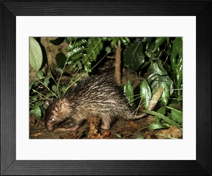 Framed Print : Brush-tailed Porcupine - eating fallen fig fruit in rainforest - Sierra Leone - West Africa Framed Print : Brush-tailed Porcupine - eating fallen fig fruit in rainforest - Sierra Leone - West Africa