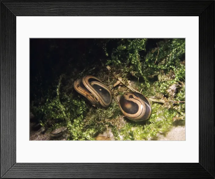 Framed Print : Sloworms PM 448 New born, in egg capsule. Anguis fragilis © Pat Morris / ardea. com Framed Print : Sloworms PM 448 New born, in egg capsule. Anguis fragilis © Pat Morris / ardea. com