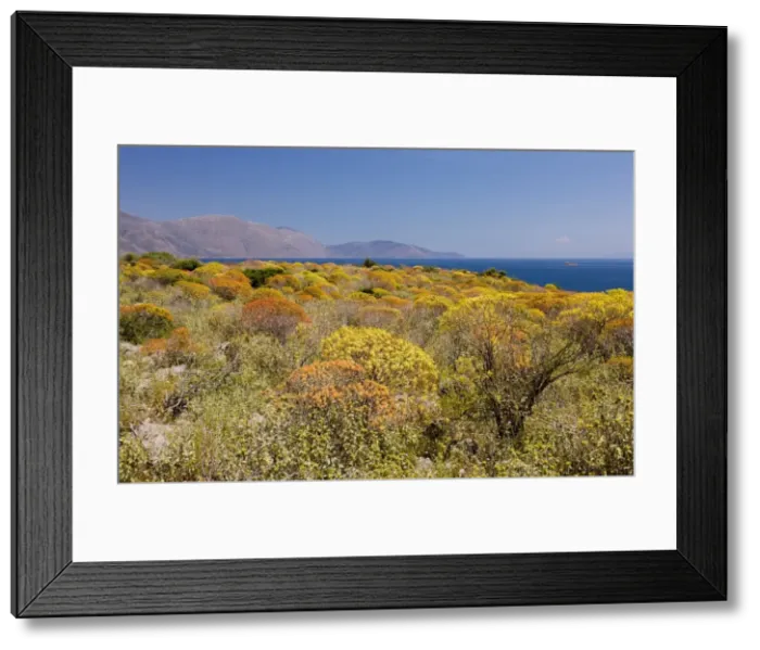 Framed Print : Mass of Tree Spurge - beginning to colour up; on the shores of the Gulf of Corinth (Korinth) Greece Framed Print : Mass of Tree Spurge - beginning to colour up; on the shores of the Gulf of Corinth (Korinth) Greece