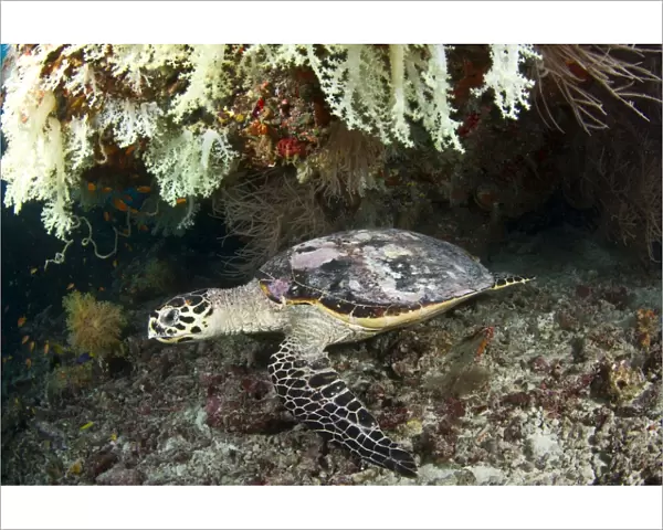 Hawksbill Turtle - resting under the reef - Maldives
