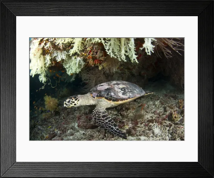 Framed Print : Hawksbill Turtle - resting under the reef - Maldives Framed Print : Hawksbill Turtle - resting under the reef - Maldives