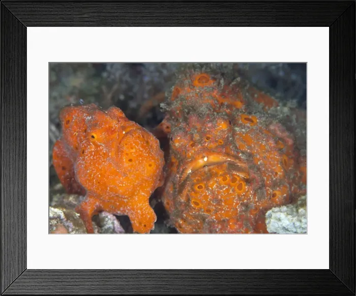 Framed Print : Painted Frogfishes - baby and adult - Indonesia Framed Print : Painted Frogfishes - baby and adult - Indonesia