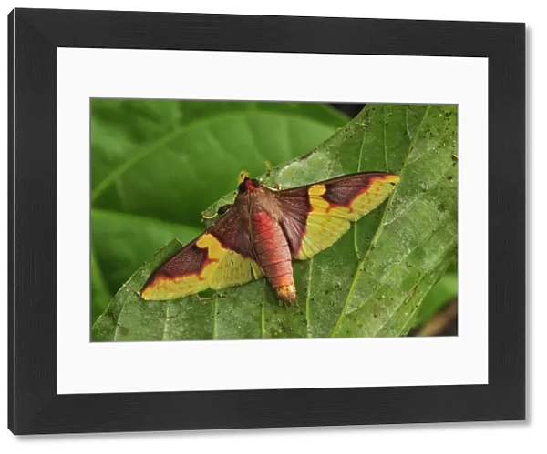 Colourful moth - Gunung Leuser National Park - Northern Sumatra - Indonesia