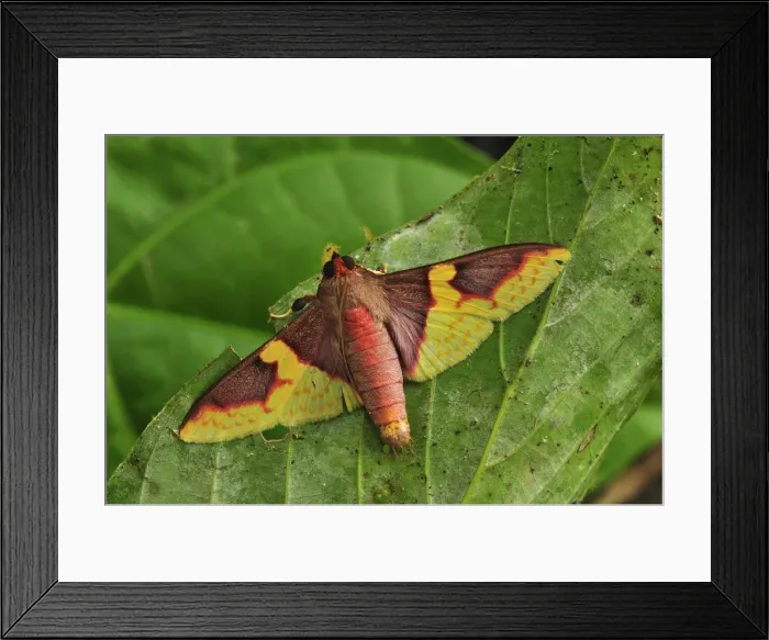 Framed Print : Colourful moth - Gunung Leuser National Park - Northern Sumatra - Indonesia Framed Print : Colourful moth - Gunung Leuser National Park - Northern Sumatra - Indonesia