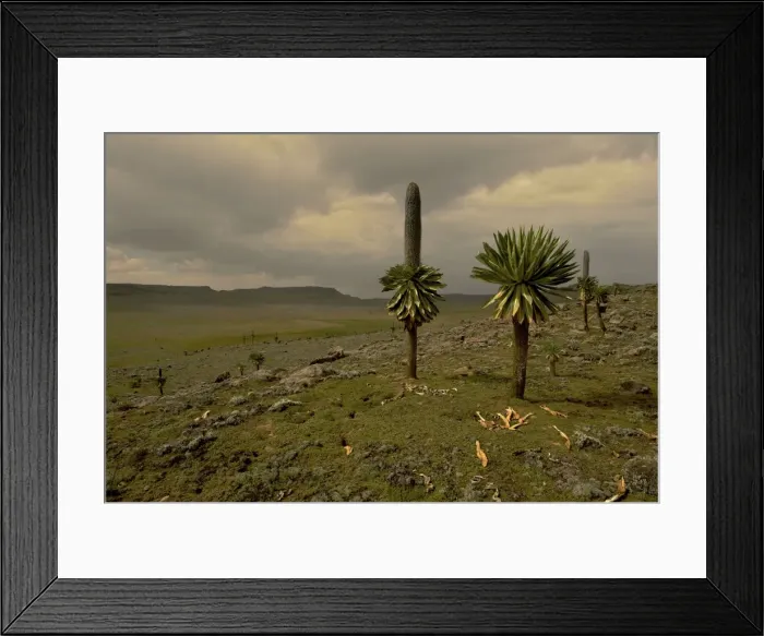 Framed Print : Lobelia rhynchopetalum Framed Print : Lobelia rhynchopetalum