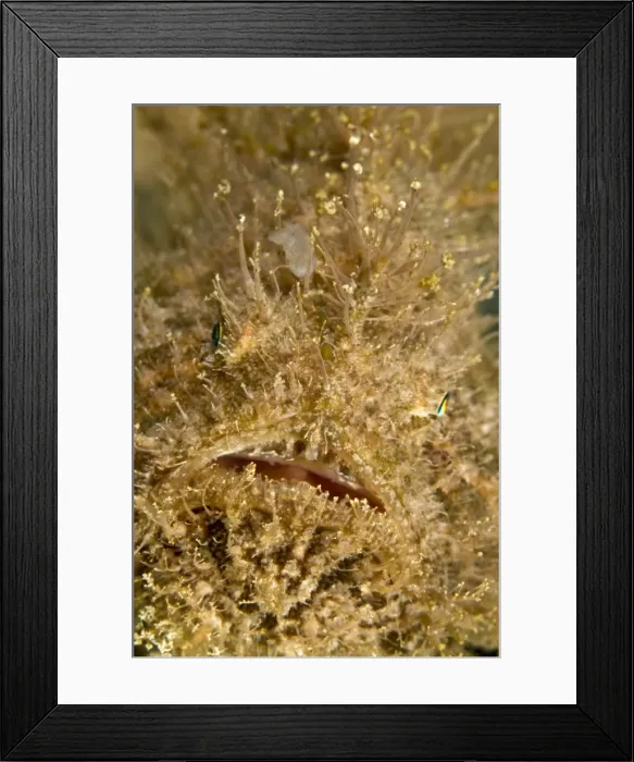 Framed Print : Hairy Frogfish - Indonesia Framed Print : Hairy Frogfish - Indonesia