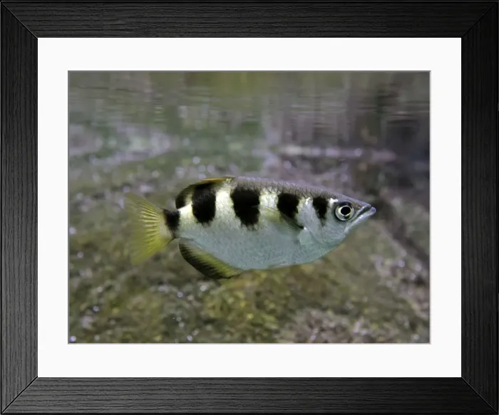 Framed Print : Archer Fish, coastal fresh waters and brackish waters, Sri Lanka and India, south to Australia Framed Print : Archer Fish, coastal fresh waters and brackish waters, Sri Lanka and India, south to Australia