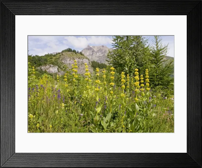 Framed Print : Yellow Gentian - in flowery meadow in the Narreyroux valley, the Ecrins National Park, French Alps, France Framed Print : Yellow Gentian - in flowery meadow in the Narreyroux valley, the Ecrins National Park, French Alps, France