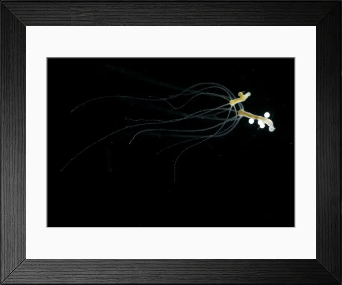 Framed Print : Hydra - testes and eggs Framed Print : Hydra - testes and eggs