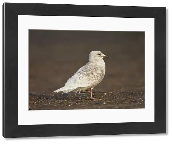 Iceland Gull - 2nd winter - vagrant - Lowestoft - Suffolk - February