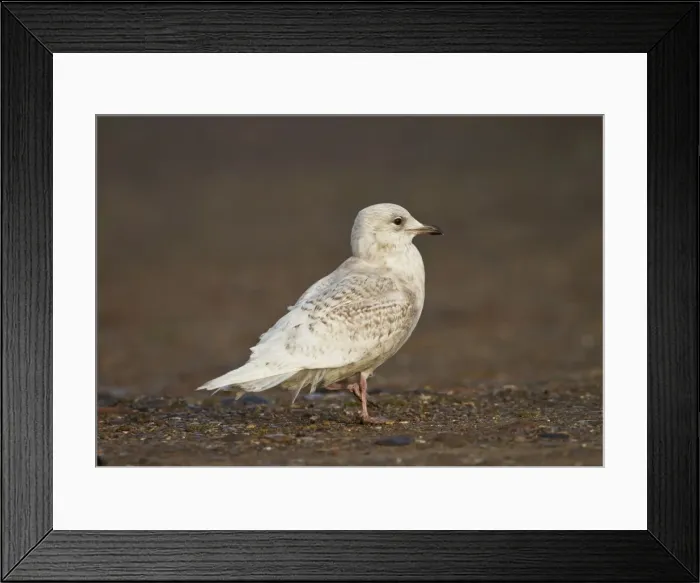 Framed Print : Iceland Gull - 2nd winter - vagrant - Lowestoft - Suffolk - February Framed Print : Iceland Gull - 2nd winter - vagrant - Lowestoft - Suffolk - February