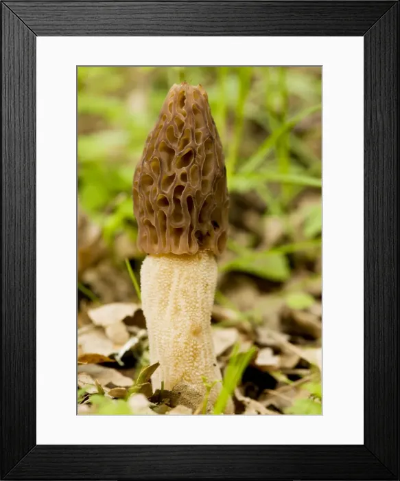 Framed Print : Morel - Edible spring fungus in woodland, Gargano Italy Framed Print : Morel - Edible spring fungus in woodland, Gargano Italy