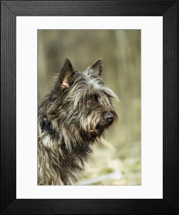 Framed Print : Cairn Terrier Dog JPF 156 © Jean-Paul Ferrero / ardea. com Framed Print : Cairn Terrier Dog JPF 156 © Jean-Paul Ferrero / ardea. com