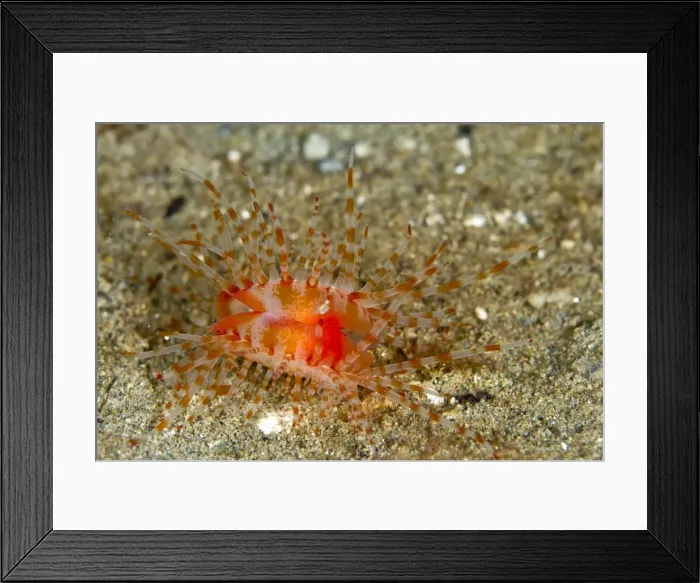 Framed Print : Fragile File Shell - Indonesia Framed Print : Fragile File Shell - Indonesia