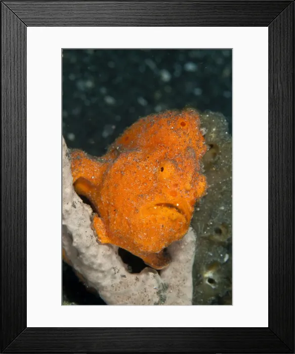 Framed Print : Painted Frogfish - Indonesia Framed Print : Painted Frogfish - Indonesia