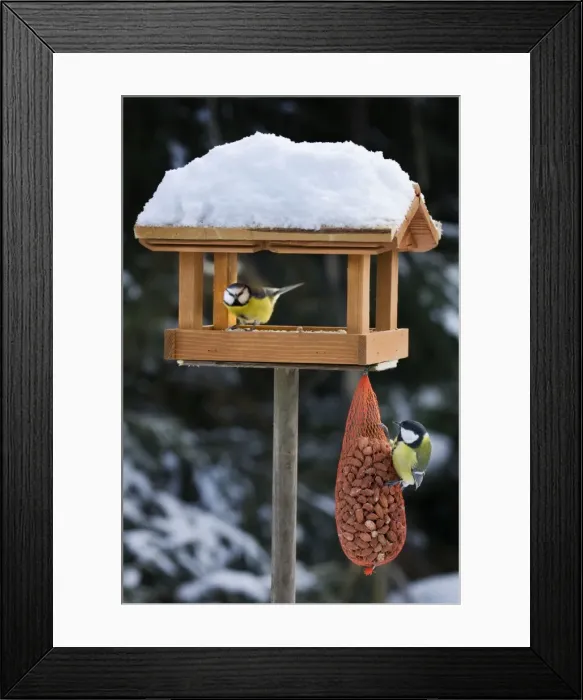 Framed Print : Great Tit and Blue Tit (Cyanistes caeruleus) at bird feeding house in snow Framed Print : Great Tit and Blue Tit (Cyanistes caeruleus) at bird feeding house in snow