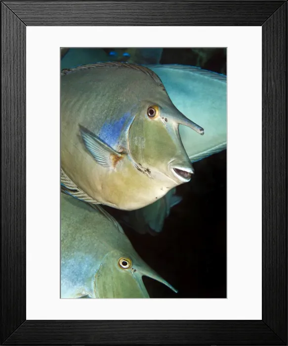 Framed Print : Whitemargin Unicornfish - Red Sea Framed Print : Whitemargin Unicornfish - Red Sea