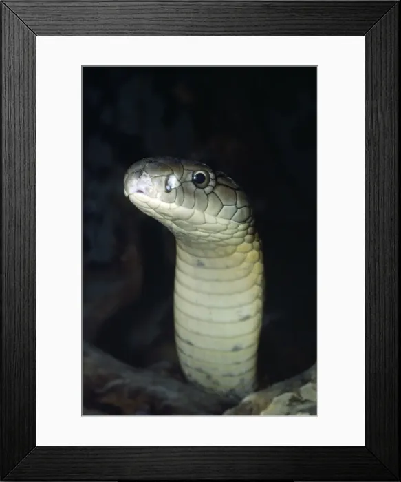 Framed Print : King Cobra Framed Print : King Cobra