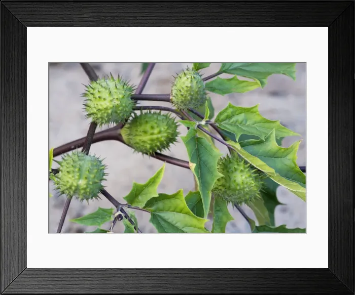 Framed Print : Thorn Apple of Jimson Weed Framed Print : Thorn Apple of Jimson Weed