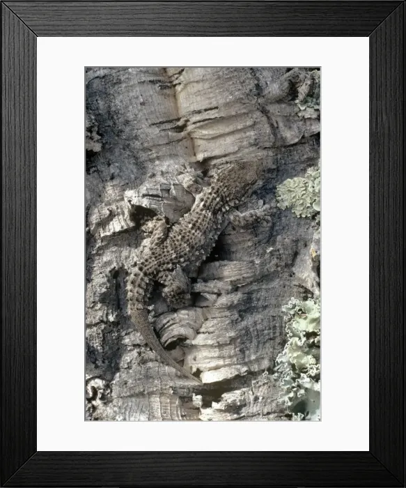 Framed Print : Moorish Gecko Framed Print : Moorish Gecko