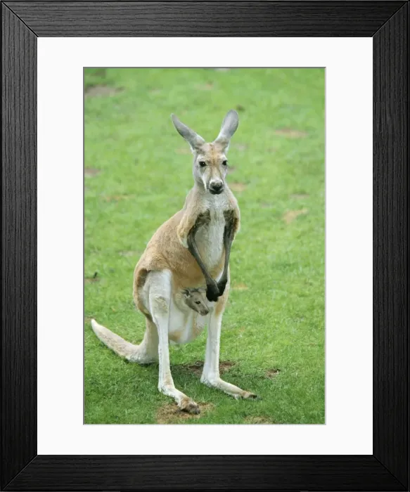 Framed Print : Red Kangaroo ME 626 With Baby in pouch Macropus rufus © Johan De Meester  /  ardea. com