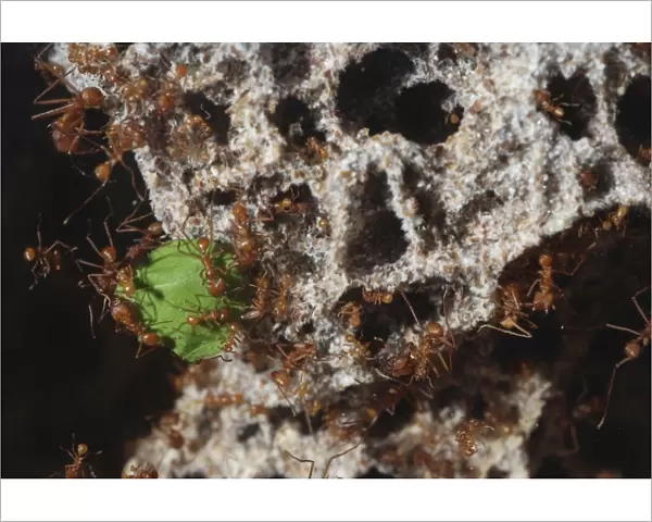 Leafcutter Ants - workers dragging a piece of leaf into their underground fungus culture