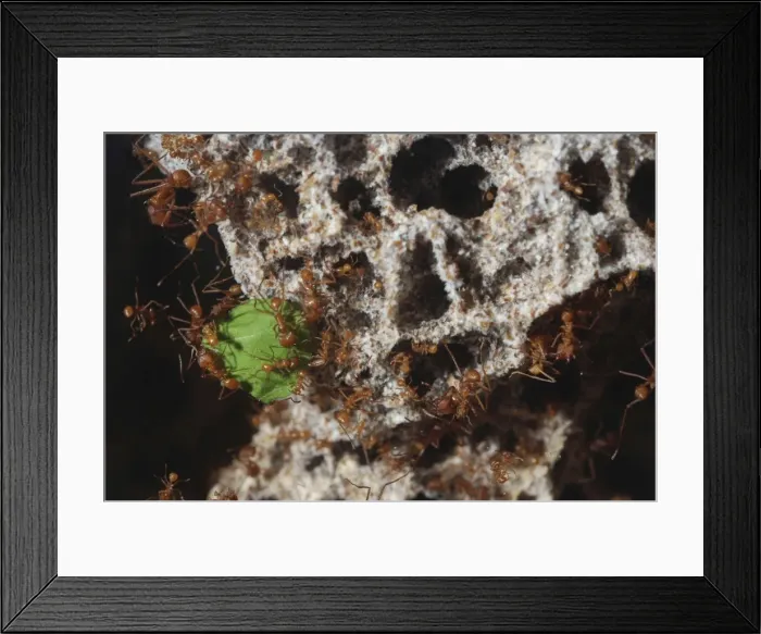 Framed Print : Leafcutter Ants - workers dragging a piece of leaf into their underground fungus culture Framed Print : Leafcutter Ants - workers dragging a piece of leaf into their underground fungus culture