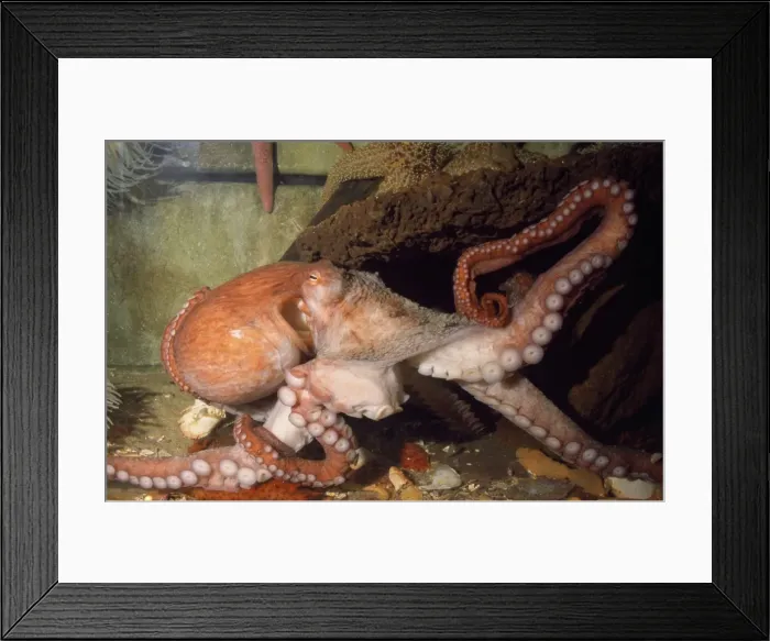 Framed Print : Giant Pacific Octopus - Alsaka to California - formerly: Octopus apollyon Framed Print : Giant Pacific Octopus - Alsaka to California - formerly: Octopus apollyon