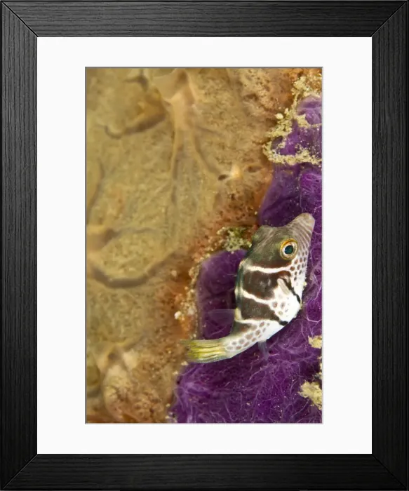 Framed Print : Black-saddled Toby - juvenile - Indonesia Framed Print : Black-saddled Toby - juvenile - Indonesia