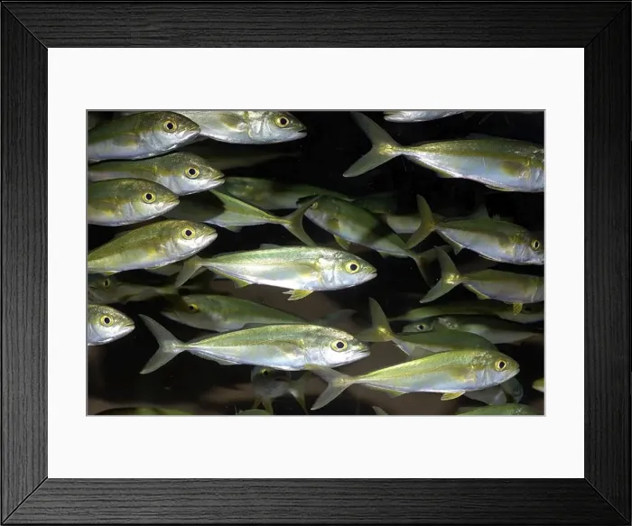 Framed Print : Japanese Amberjack - shoal - north western Pacific Framed Print : Japanese Amberjack - shoal - north western Pacific