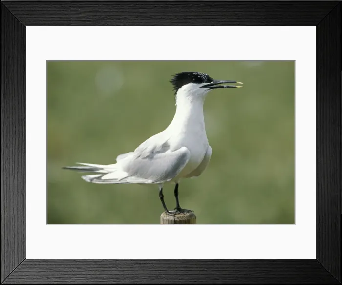 Framed Print : Sandwich Tern ME 779 Sterna sandvicensis © Johan De Meester / ardea. com Framed Print : Sandwich Tern ME 779 Sterna sandvicensis © Johan De Meester / ardea. com