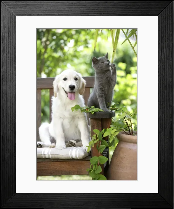 Framed Print : Dog - Retriever puppy sitting with grey kitten Framed Print : Dog - Retriever puppy sitting with grey kitten