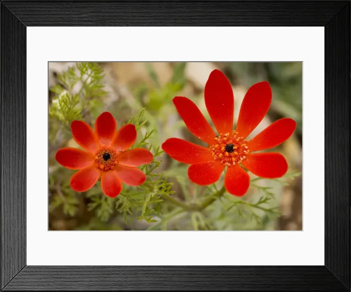 Framed Print : Pheasant's Eye - in flower - Turkey Framed Print : Pheasant's Eye - in flower - Turkey