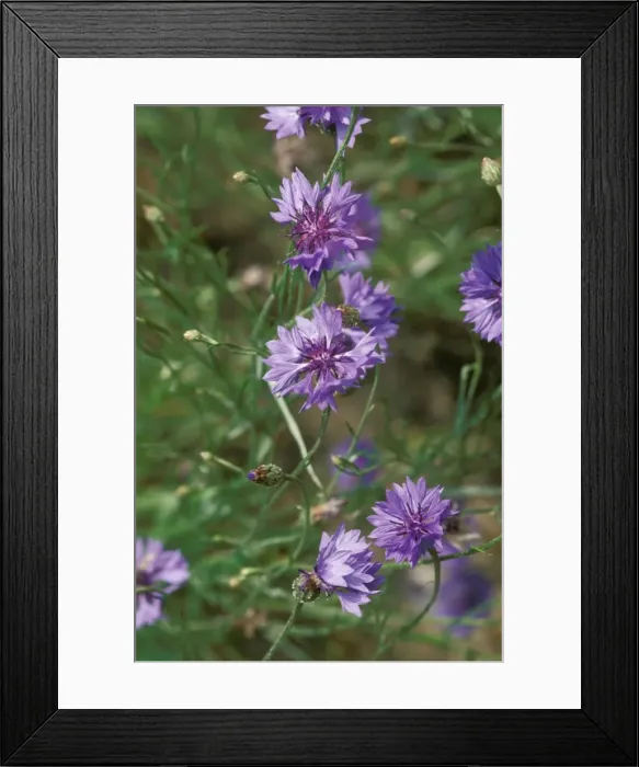 Framed Print : Cornflowers Framed Print : Cornflowers