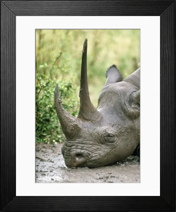 Framed Print : Black Rhinoceros - Kenya Framed Print : Black Rhinoceros - Kenya