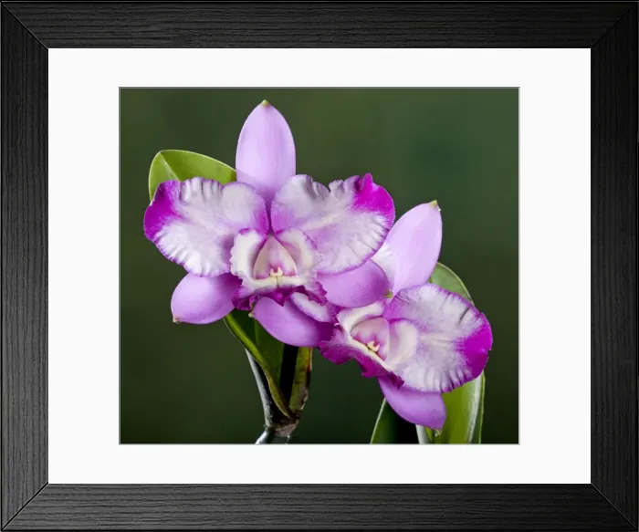 Framed Print : Orchid - Cattleya - Central and South America Framed Print : Orchid - Cattleya - Central and South America