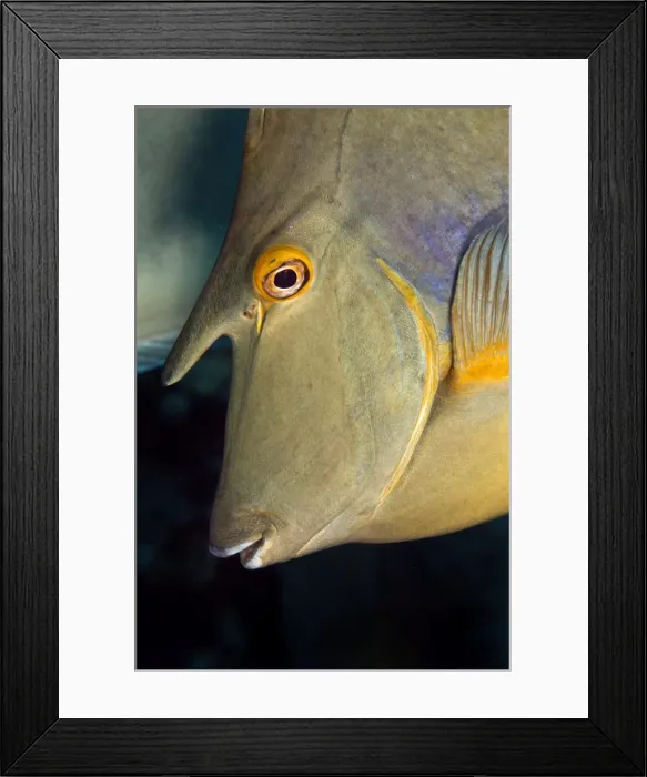 Framed Print : Whitemargin Unicornfish - Red Sea Framed Print : Whitemargin Unicornfish - Red Sea
