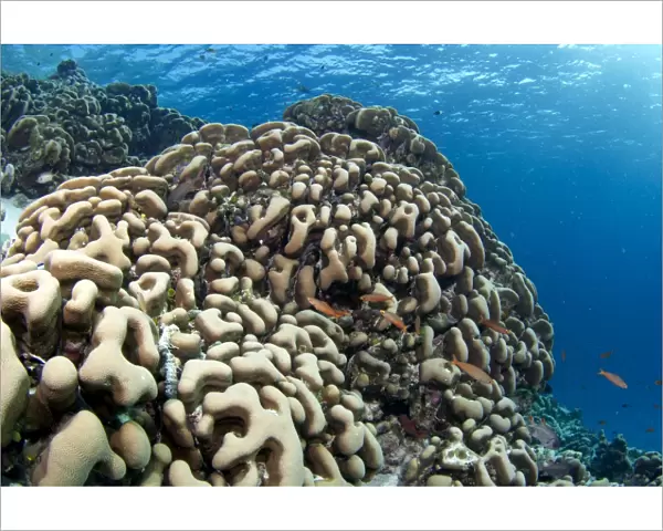 Potato Coral - Maldives