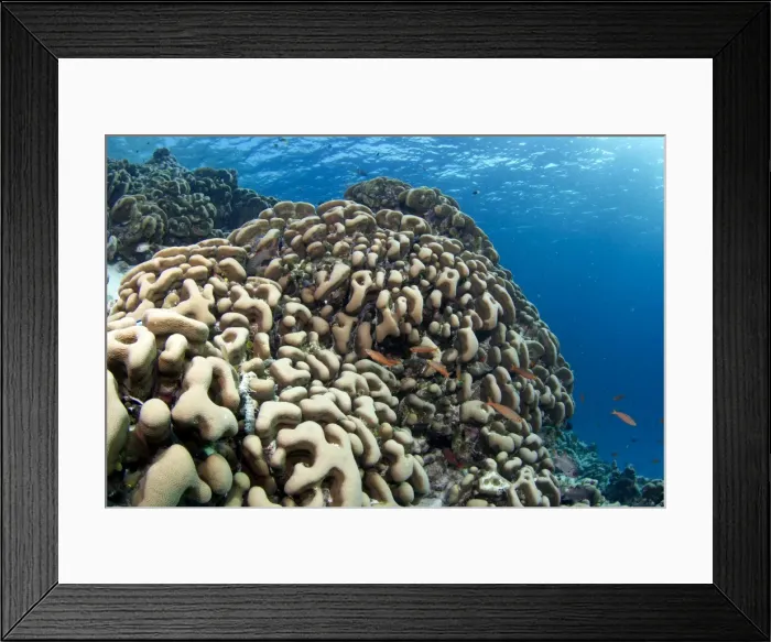 Framed Print : Potato Coral - Maldives Framed Print : Potato Coral - Maldives