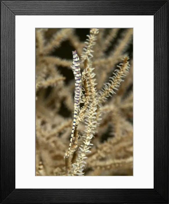Framed Print : Saw Blade  /  Needle Shrimp - Indonesia