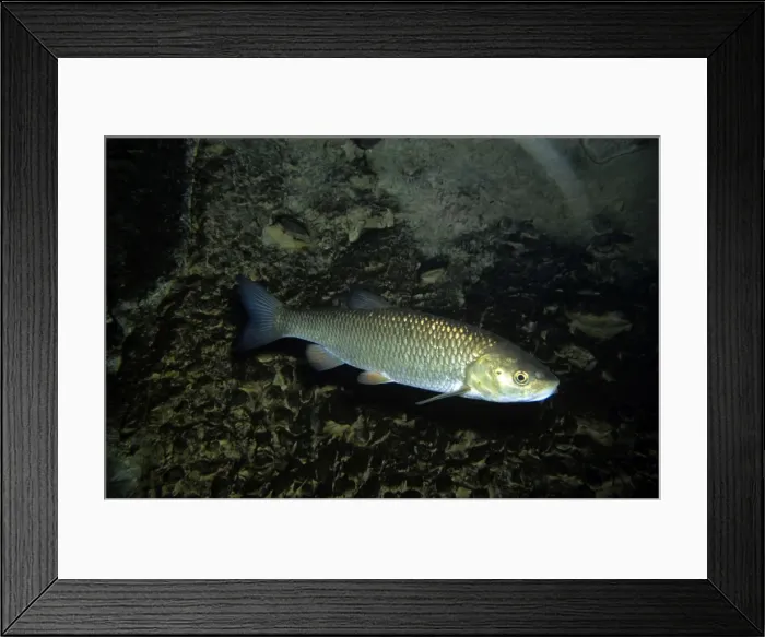 Framed Print : Chub. PM-9338. CHUB - FRESWATER, EUROPE. Leuciscus cephalus. Pat Morris. Framed Print : Chub. PM-9338. CHUB - FRESWATER, EUROPE. Leuciscus cephalus. Pat Morris.