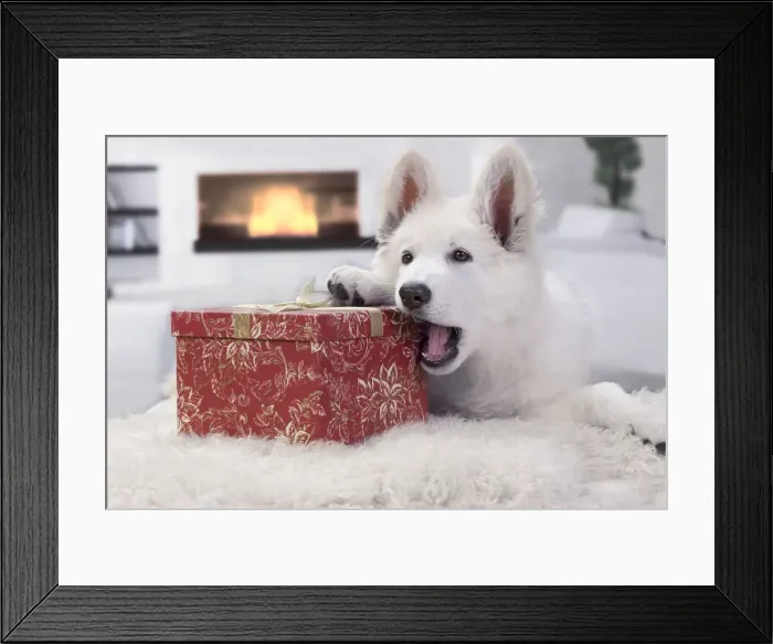 Framed Print : Dog - Swiss White Shepherd Dog - with gift-wrapped present