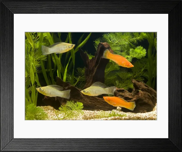 Framed Print : Yucatan Molly Framed Print : Yucatan Molly