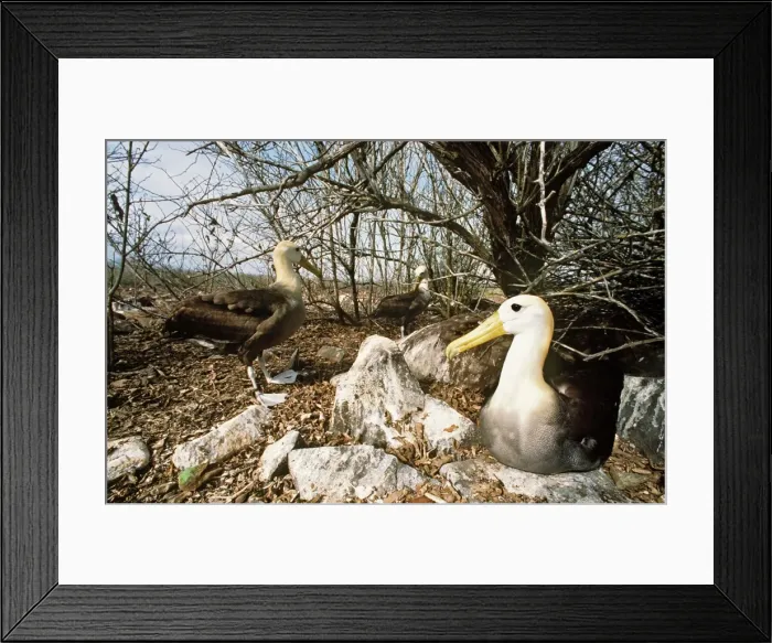 Framed Print : Waved Albatross - Punta Suarez, Espanola Island, Galapagos Islannds AU-758 Framed Print : Waved Albatross - Punta Suarez, Espanola Island, Galapagos Islannds AU-758